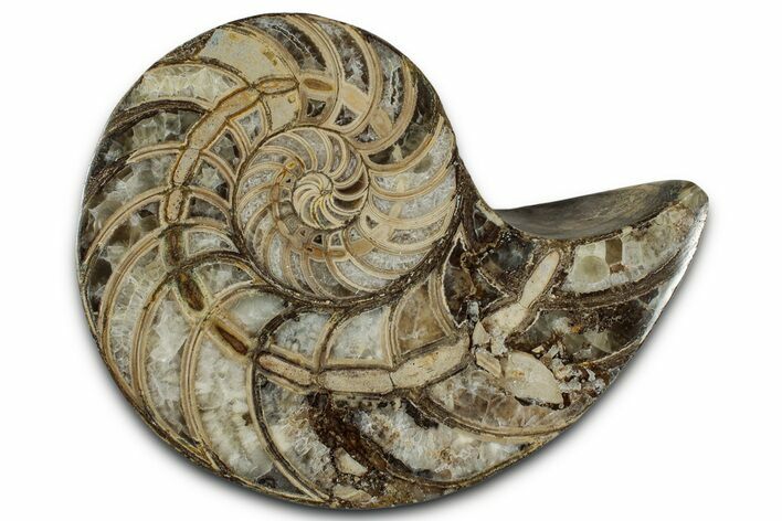 Cut & Polished Jurassic Nautilus Fossil (Half) - Madagascar #328069